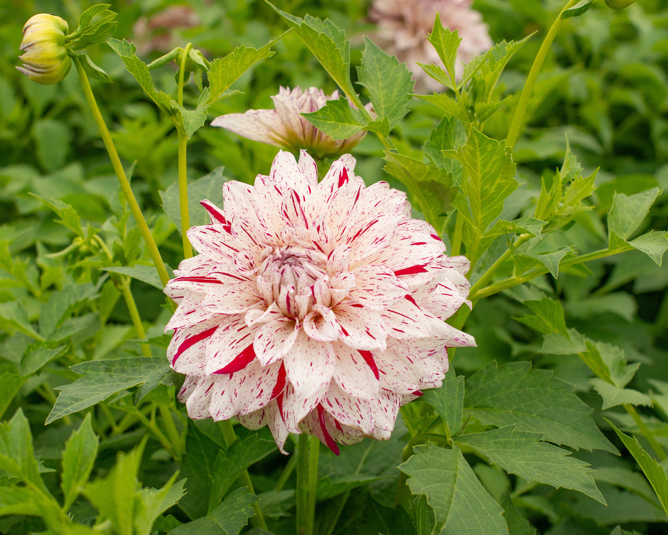 Dahlia 'Prince Valiant'