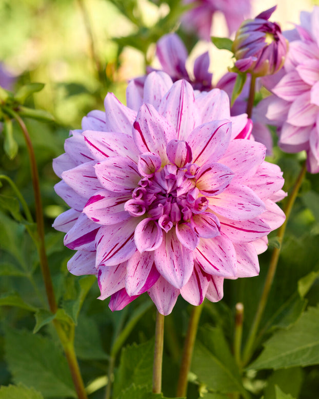 Dahlia 'Prince Valiant'