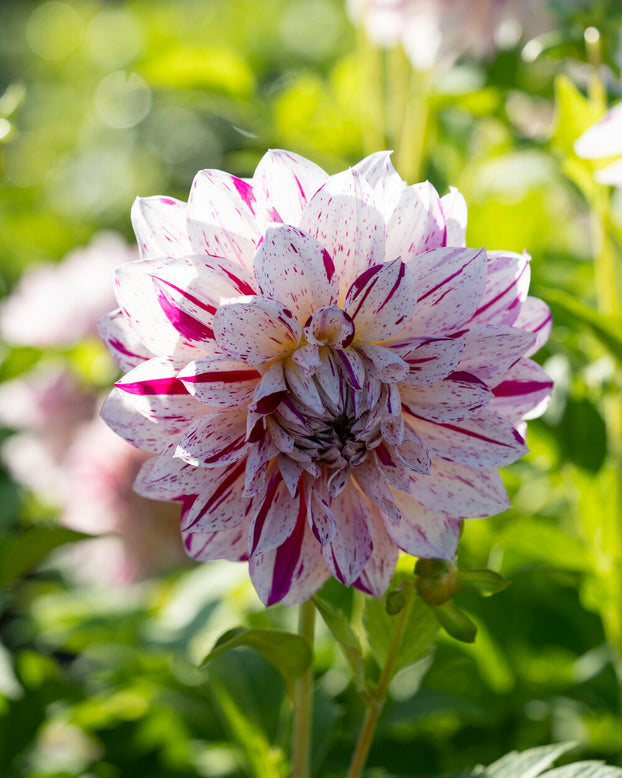 Dahlia 'Prince Valiant'