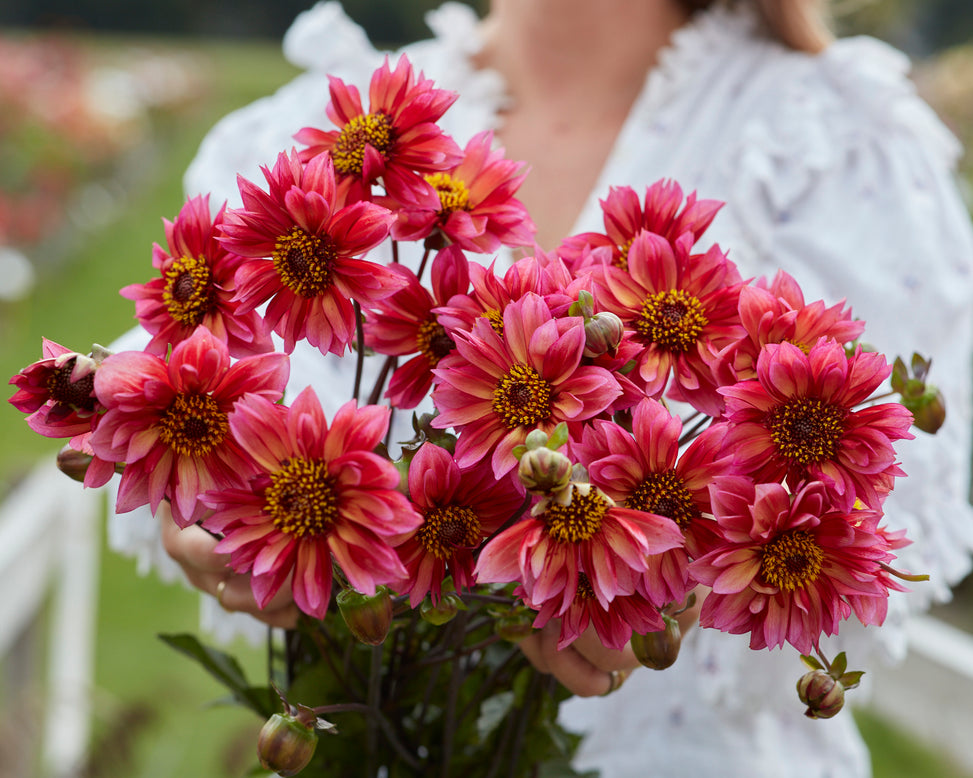 Dahlia 'Princess Nadine'