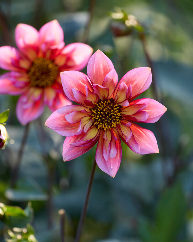 Dahlia 'Princess Nadine'