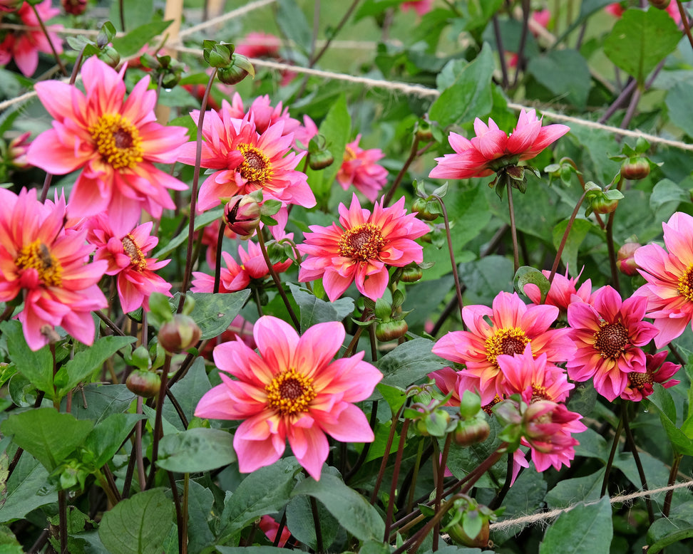 Dahlia 'Princess Nadine'