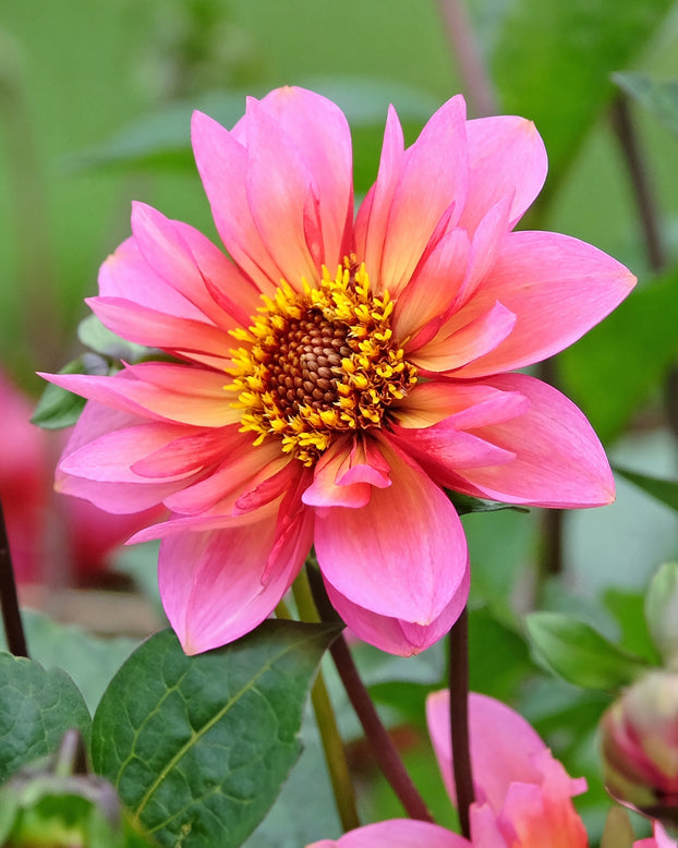 Dahlia 'Princess Nadine'