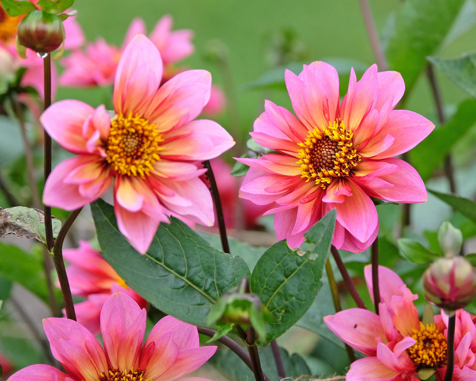 Dahlia 'Princess Nadine'