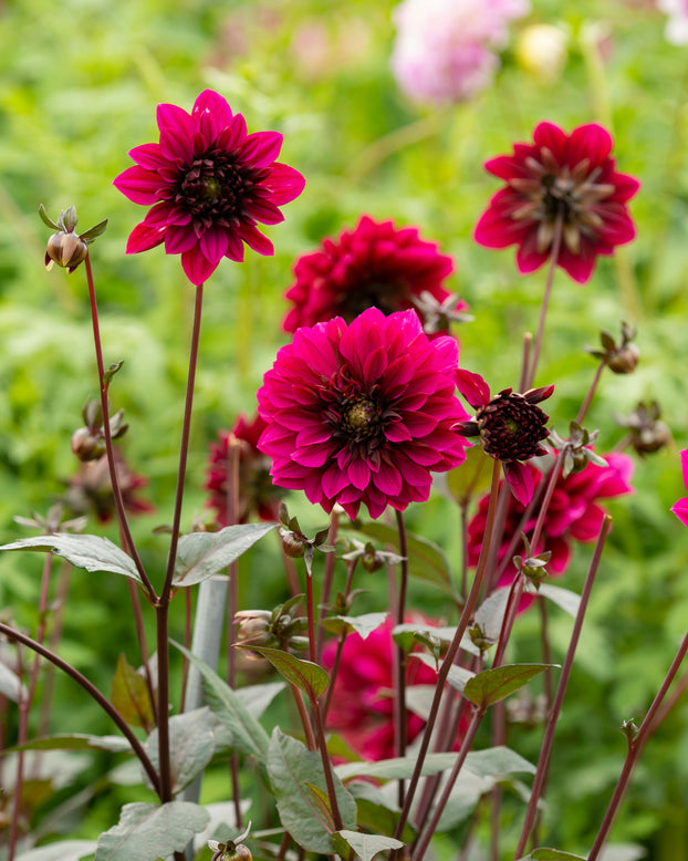 Dahlia 'Purple Haze'