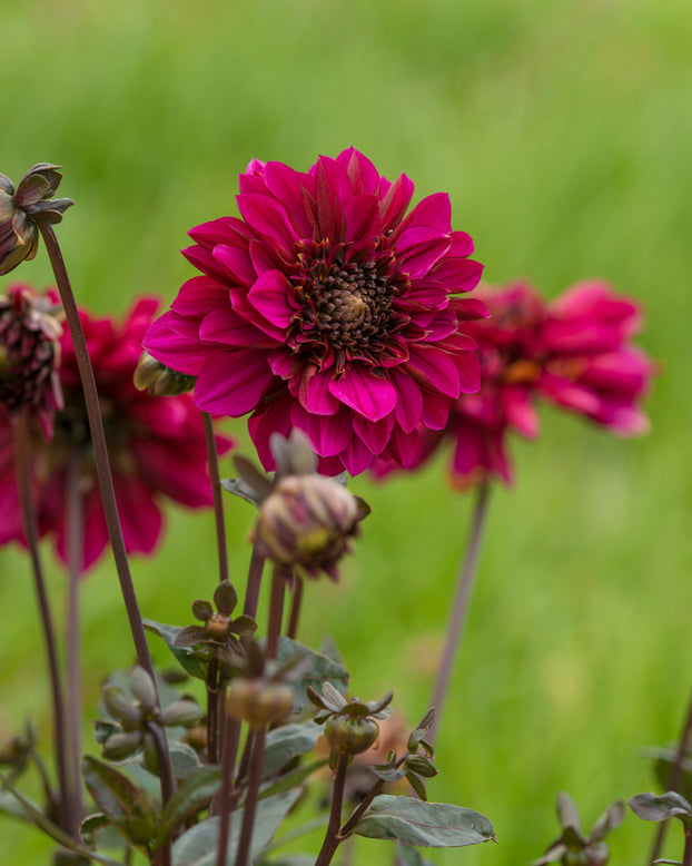 Dahlia 'Purple Haze'