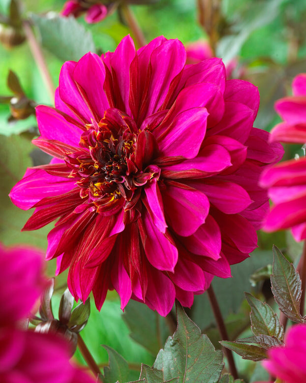 Dahlia 'Purple Haze'