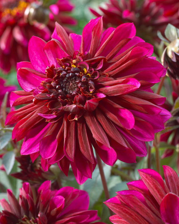 Dahlia 'Purple Haze'