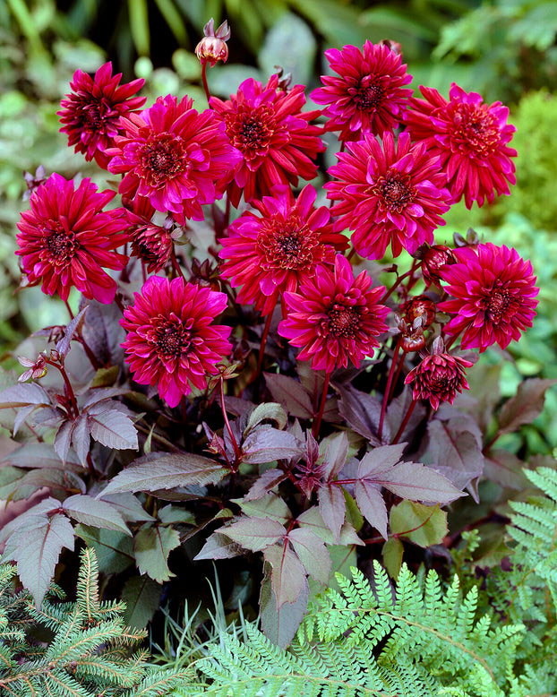 Dahlia 'Purple Haze'