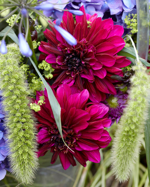 Dahlia 'Purple Haze'