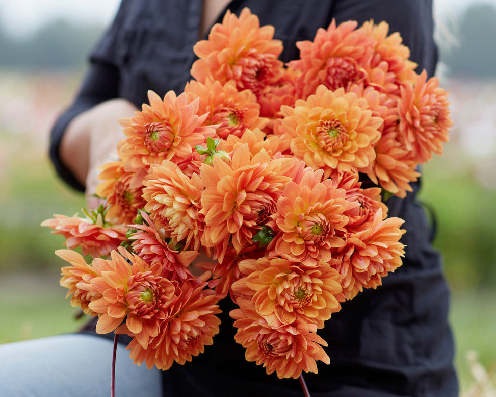 Dahlia 'Renate Tozio'