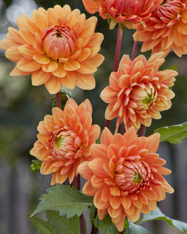 Dahlia 'Renate Tozio'