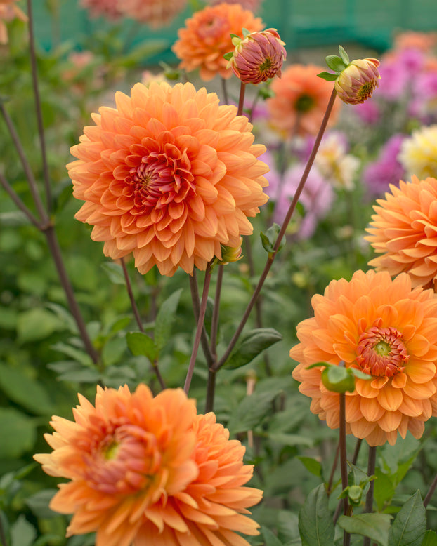 Dahlia 'Renate Tozio'