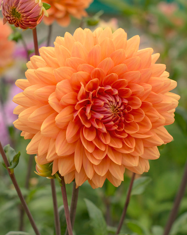 Dahlia 'Renate Tozio'