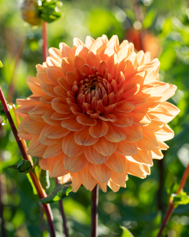 Dahlia 'Renate Tozio'