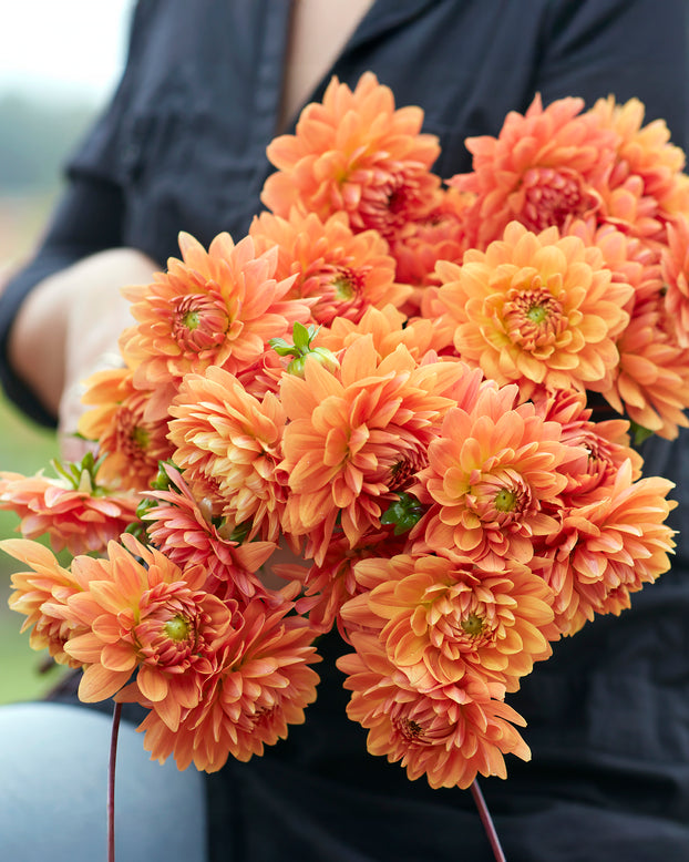 Dahlia 'Renate Tozio'