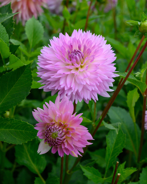 Dahlia 'Sakura Fubuki'