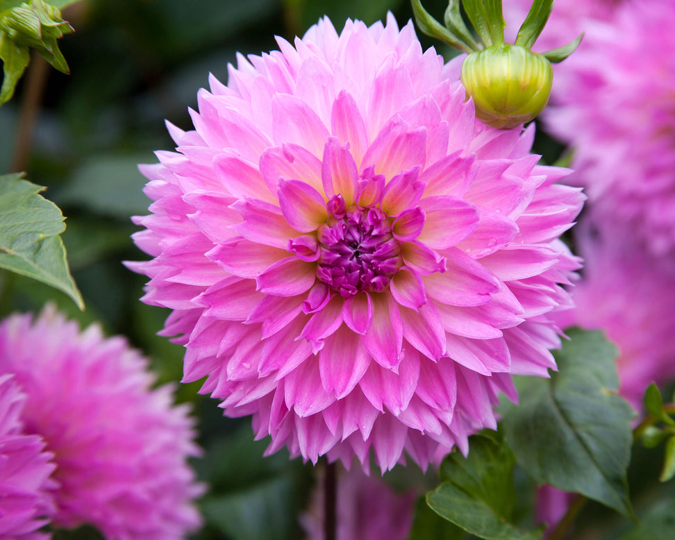 Dahlia 'Sakura Fubuki'