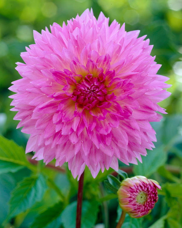 Dahlia 'Sakura Fubuki'