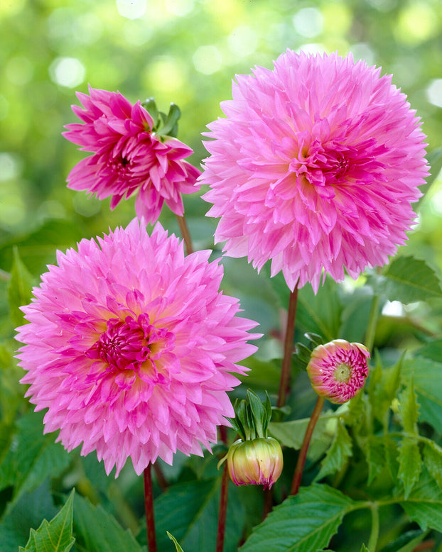 Dahlia 'Sakura Fubuki'