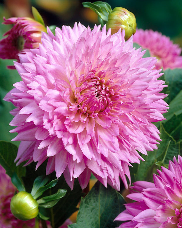 Dahlia 'Sakura Fubuki'