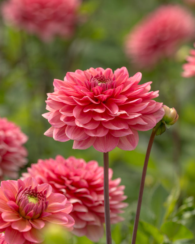 Dahlia 'Salmon Runner'