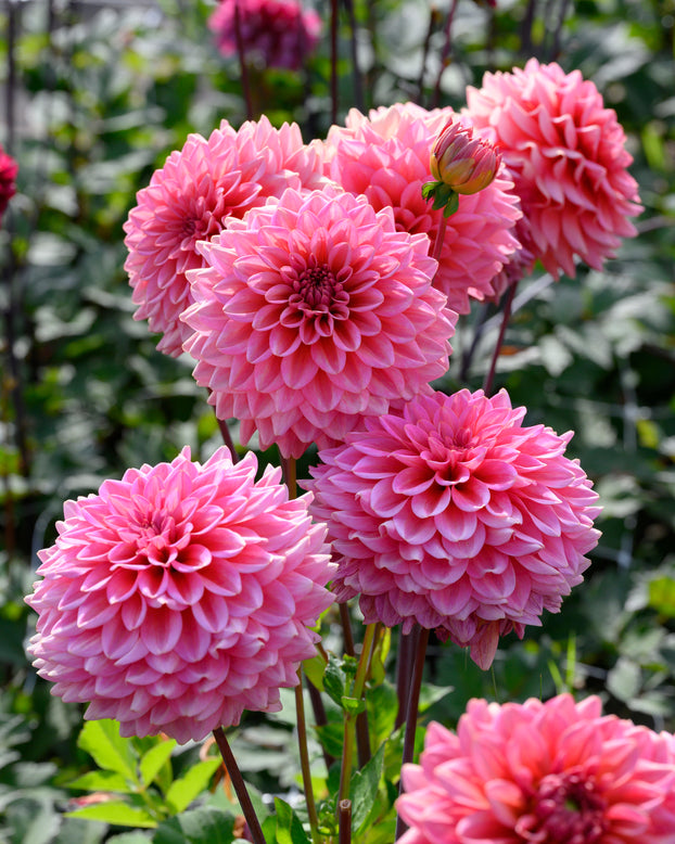 Dahlia 'Salmon Runner'