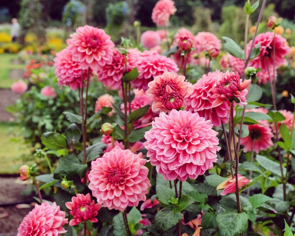 Dahlia 'Salmon Runner'