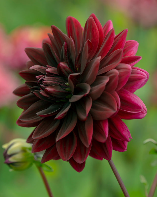 Dahlia 'Sam Hopkins'