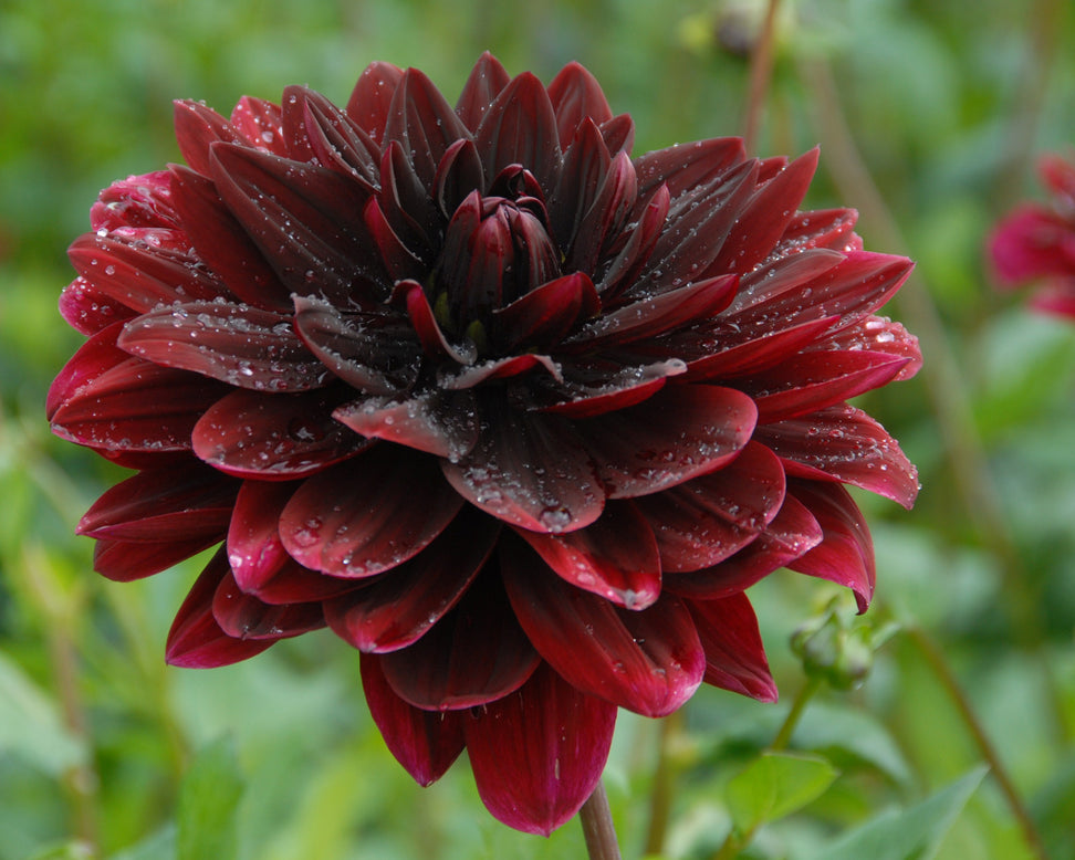 Dahlia 'Sam Hopkins'