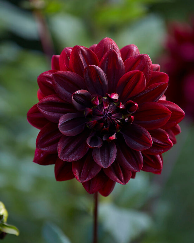 Dahlia 'Sam Hopkins'