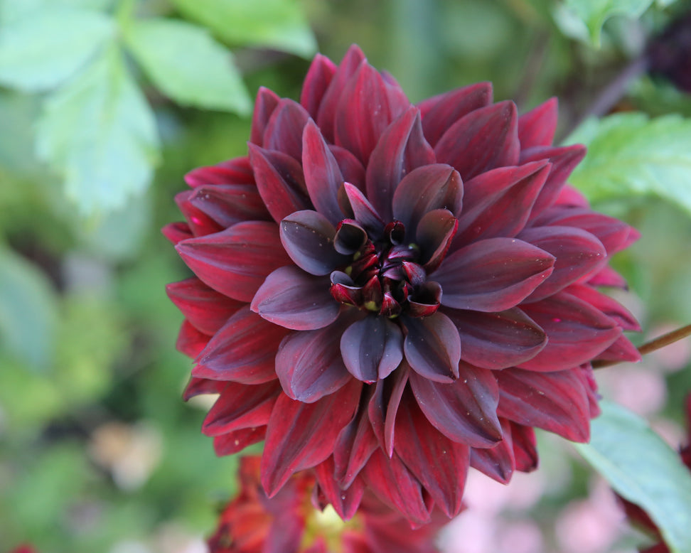 Dahlia 'Sam Hopkins'