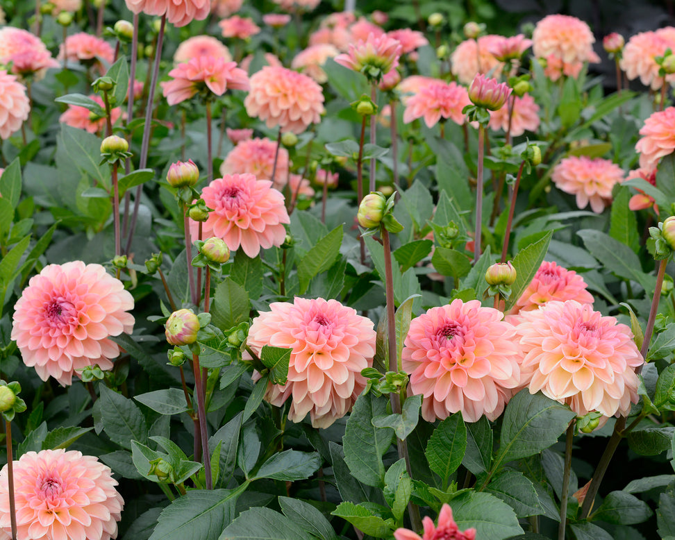 Dahlia 'Sebastian'