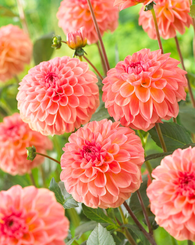 Dahlia 'Sebastian'