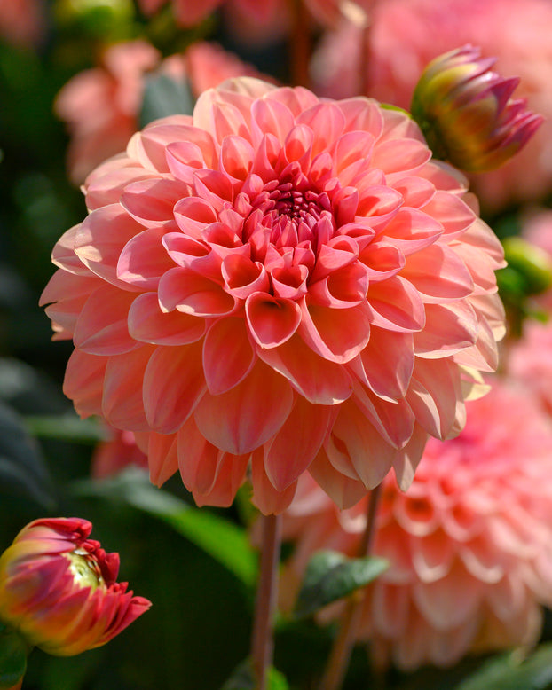 Dahlia 'Sebastian'