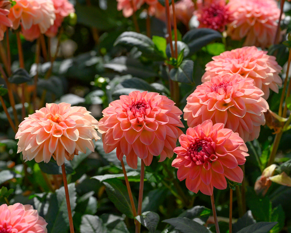 Dahlia 'Sebastian'