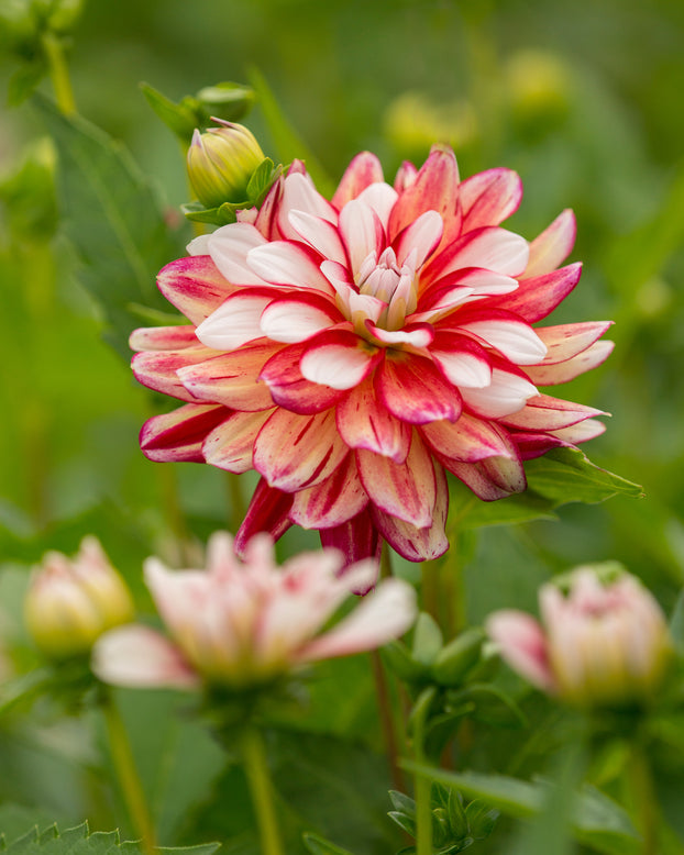 Dahlia 'Short Track'