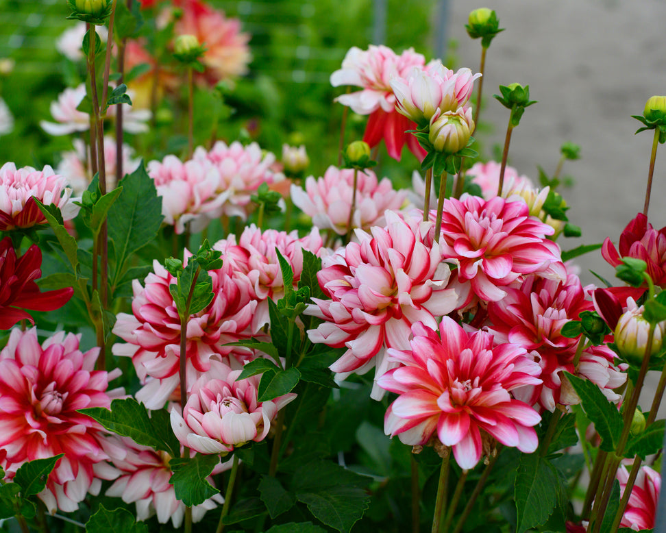 Dahlia 'Short Track'