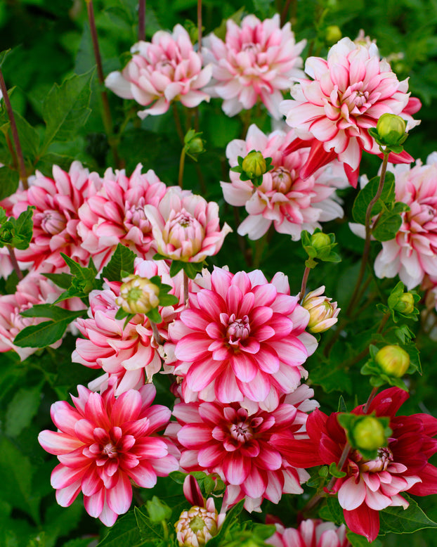 Dahlia 'Short Track'