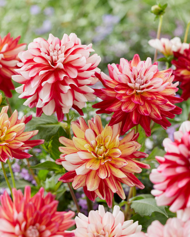 Dahlia 'Short Track'