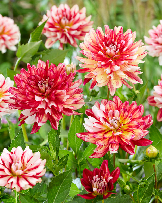 Dahlia 'Short Track'