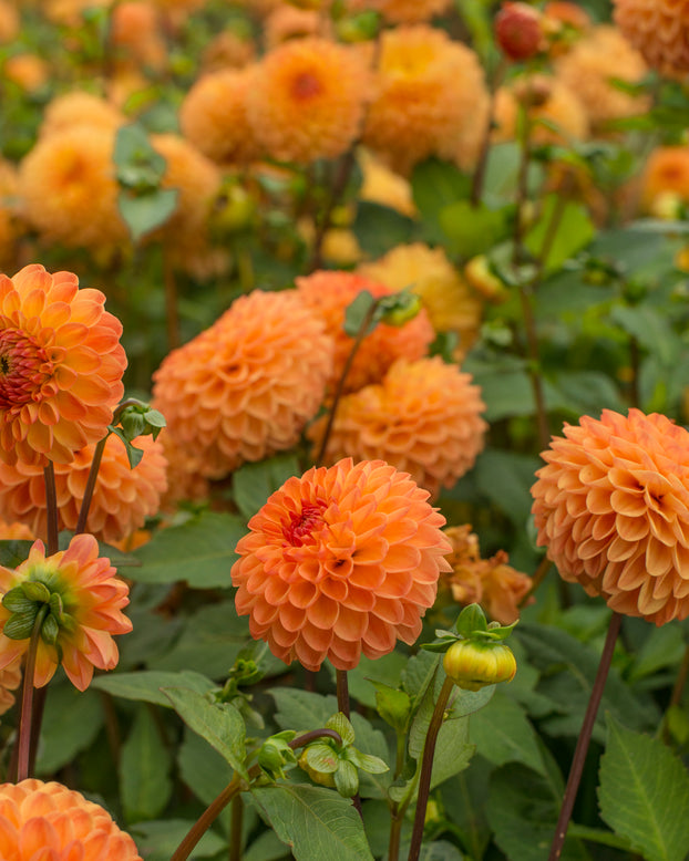 Dahlia 'Souvenir d'Été'