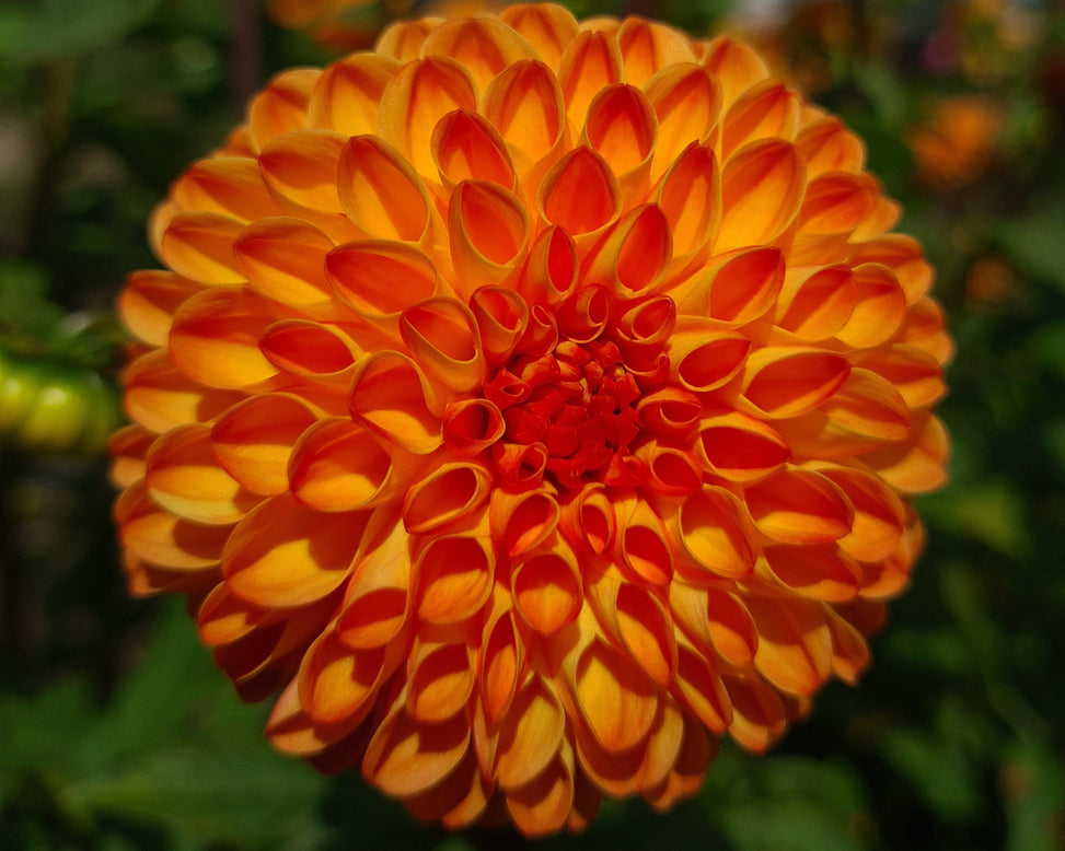 Dahlia 'Souvenir d'Été'