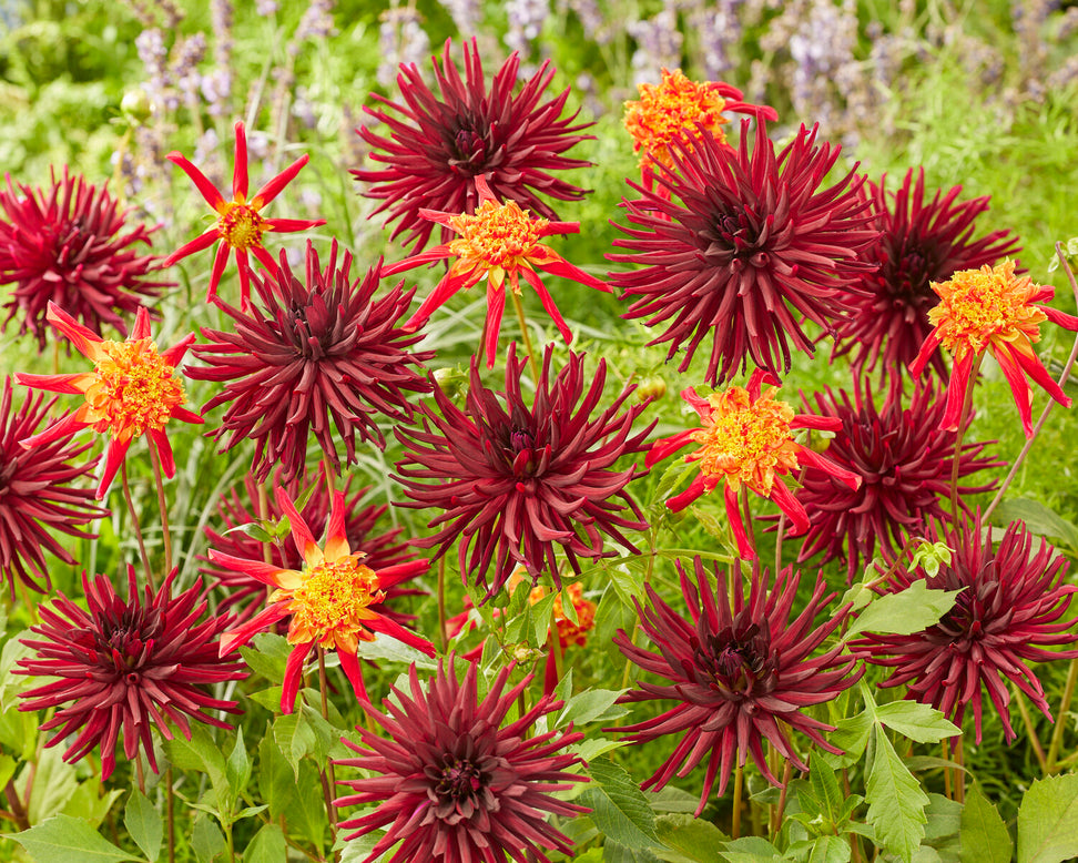 Dahlia 'Octopus Sparkle'