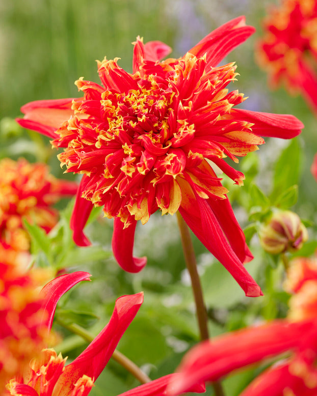 Dahlia 'Octopus Sparkle'