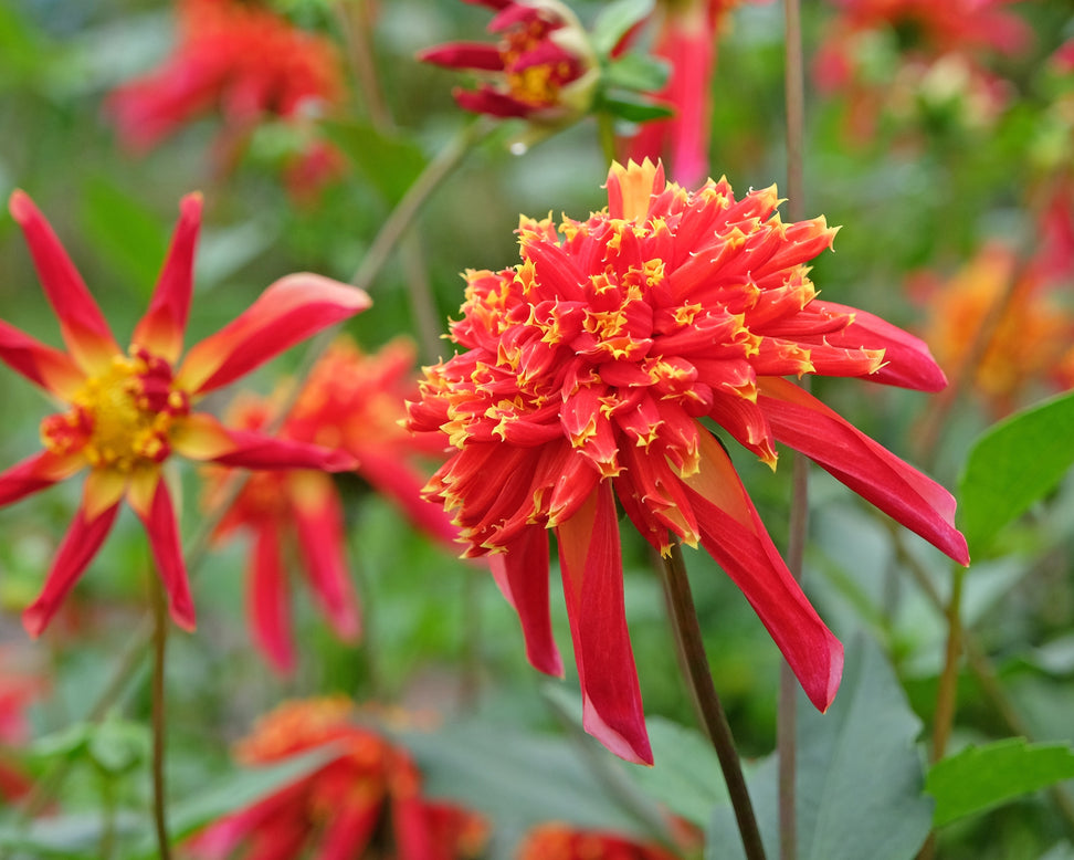 Dahlia 'Octopus Sparkle'