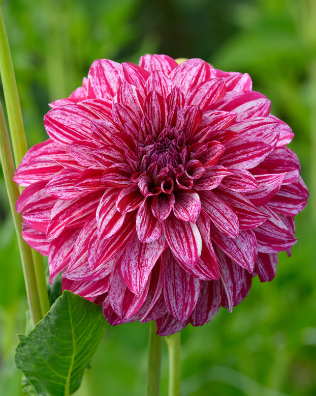 Dahlia 'Sturm Sweet Nicole'