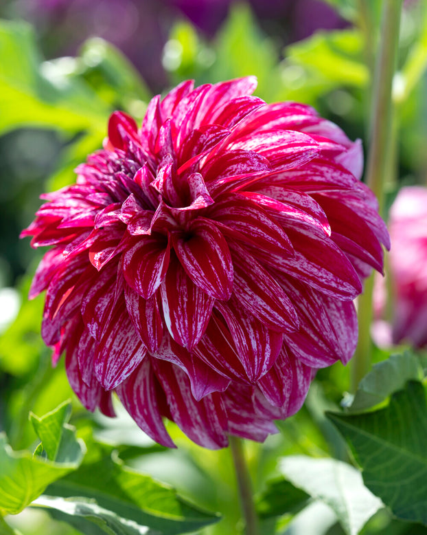 Dahlia 'Sturm Sweet Nicole'