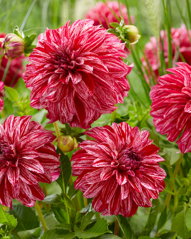 Dahlia 'Sturm Sweet Nicole'