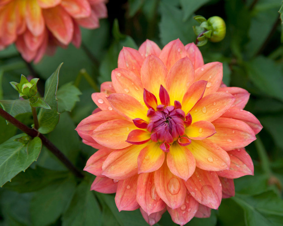 Dahlia 'Tricolor'